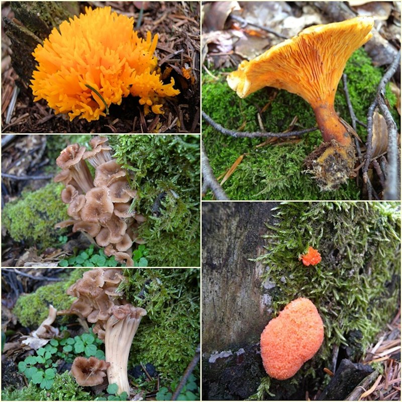 Funghi dall''Appennino
